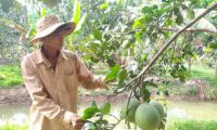 Hội thảo tìm giải pháp bền vững cho cây trồng và biến đổi khí hậu
